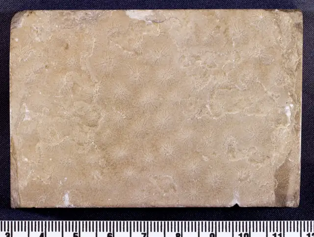 Stromatopora, Emmet County, Smithsonian specimen