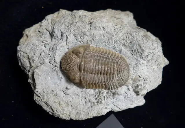 Trilobite Phacops rana, Silica, Ohio, museum display (not a Michigan specimen)